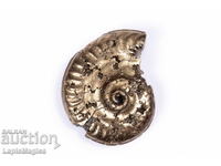 Pyritized Ammonite 5,88g 25,2mm #17