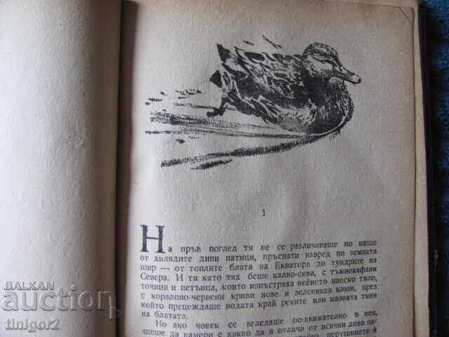 Delivery of 1950. Blackberry, Emilian Stanev