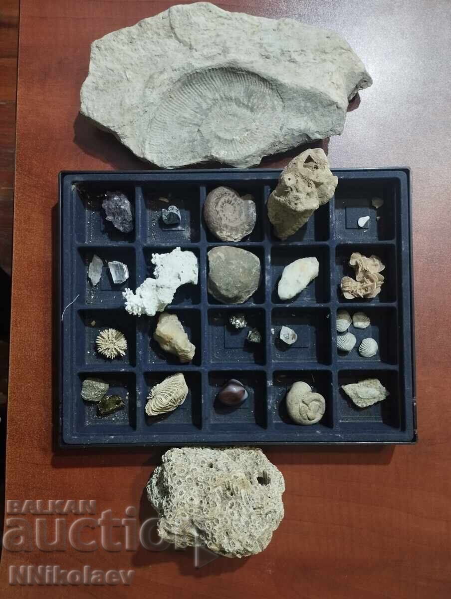 Small collection of fossils, minerals, corals - BZC