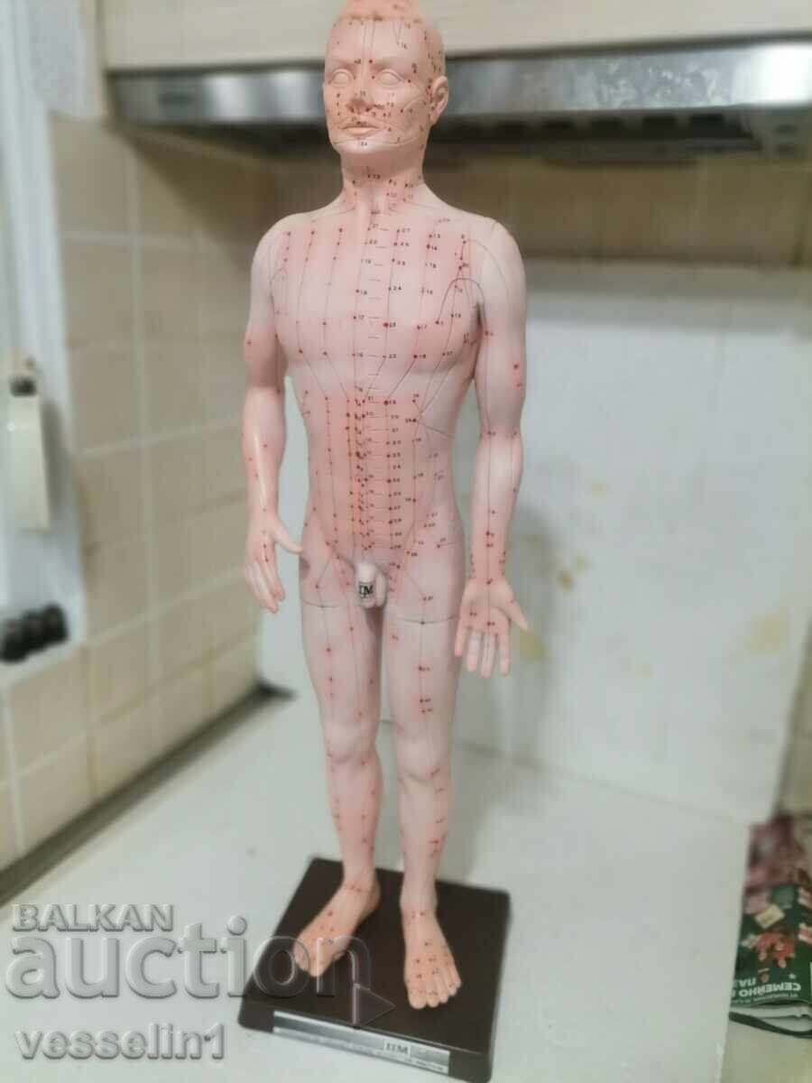 Old medical model Swedish acupuncture model from the 80s