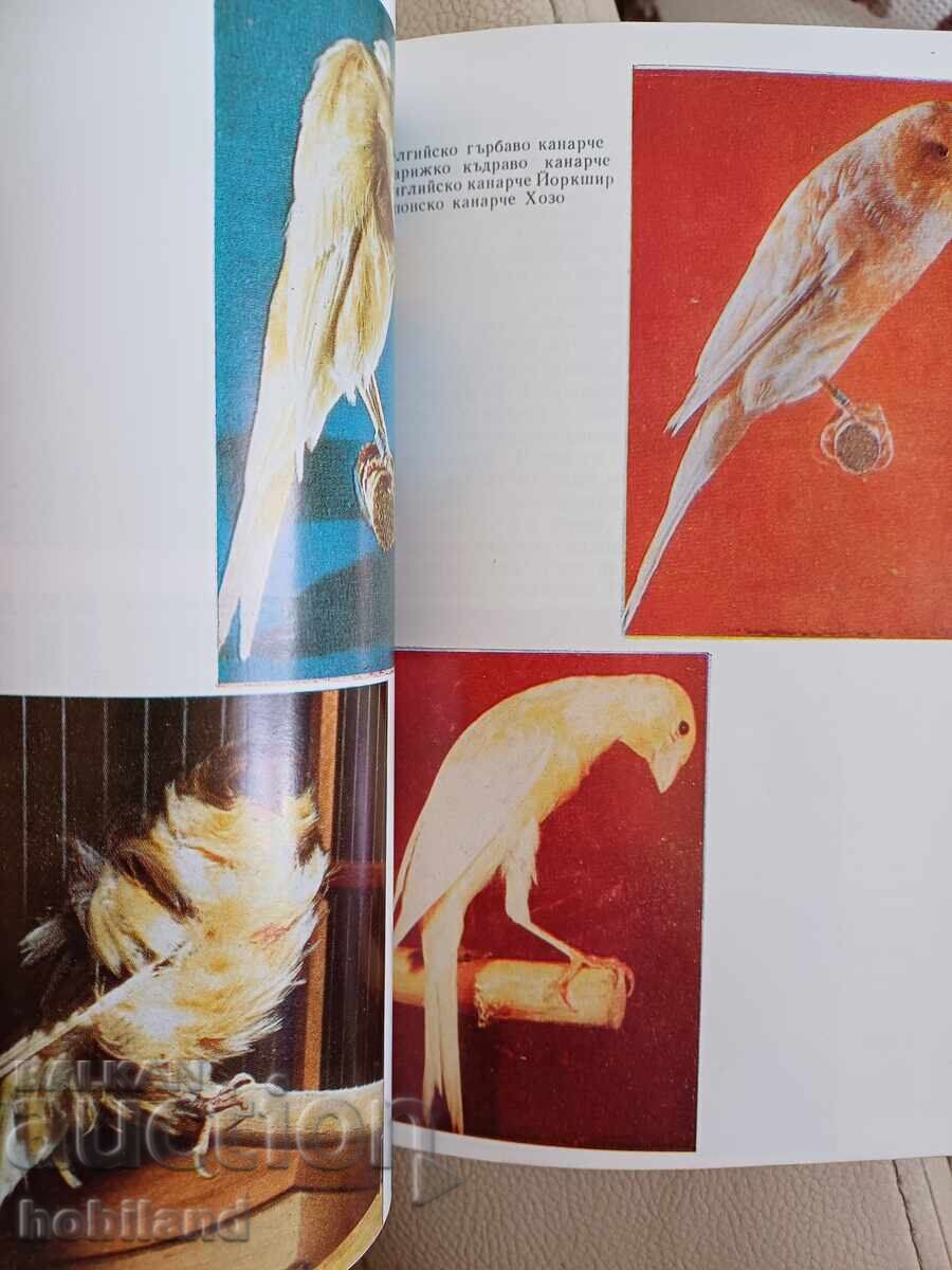 Auction Canaries - breeding and reproduction Auction Canaries - breeding and reproduction