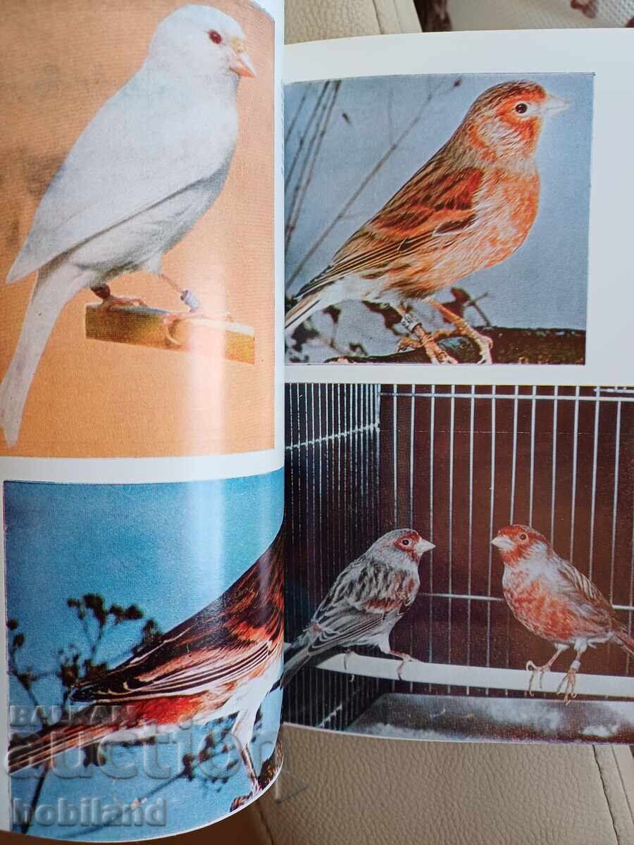 Delivery of Canaries - breeding and reproduction Delivery of Canaries - breeding and reproduction