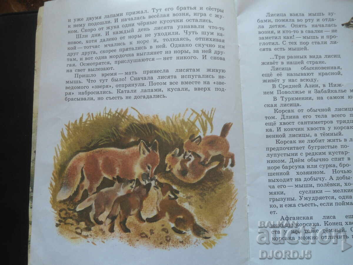 Licitație Vulpea intepata