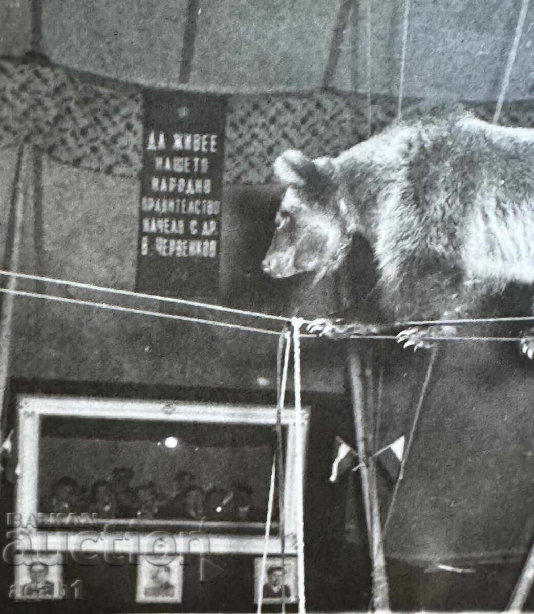 Circus Bear in front of the SOC leaders with price 11.99 BGN | € 6.13 Circus Bear in front of the SOC leaders with price 11.99 BGN | € 6.13