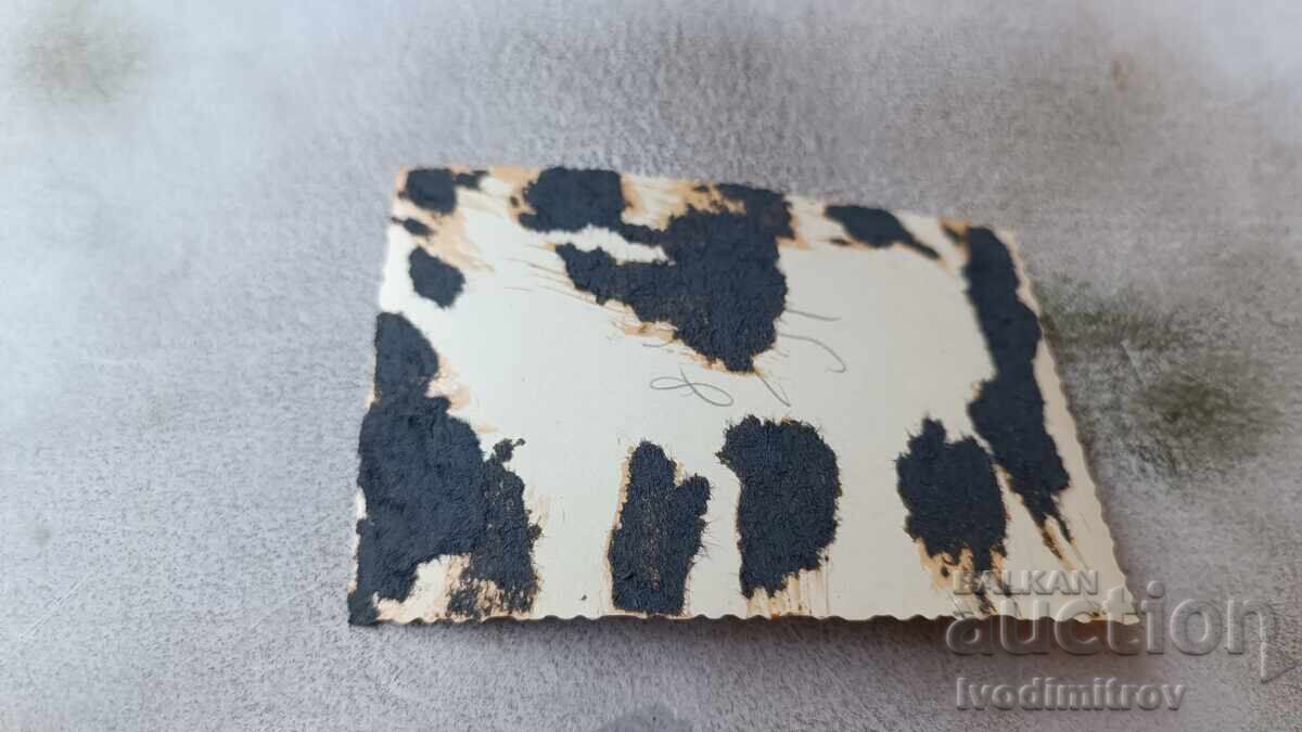 Photo Man in swimsuit on a rock with price 1.75 BGN | € 0.89 Photo Man in swimsuit on a rock with price 1.75 BGN | € 0.89