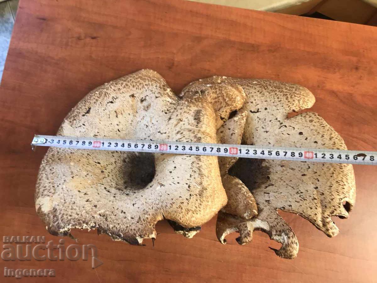 NATURAL WOODEN DRIED HUGE MUSHROOM MUSHROOMS ON ONE ROOT with price 76.00 BGN | € 38.86