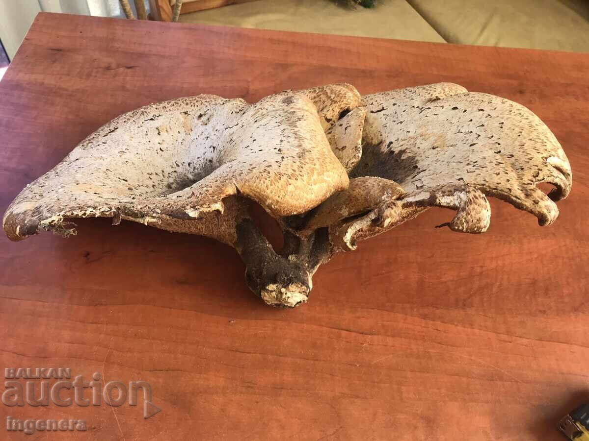 Auction  NATURAL WOODEN DRIED HUGE MUSHROOM MUSHROOMS ON ONE ROOT