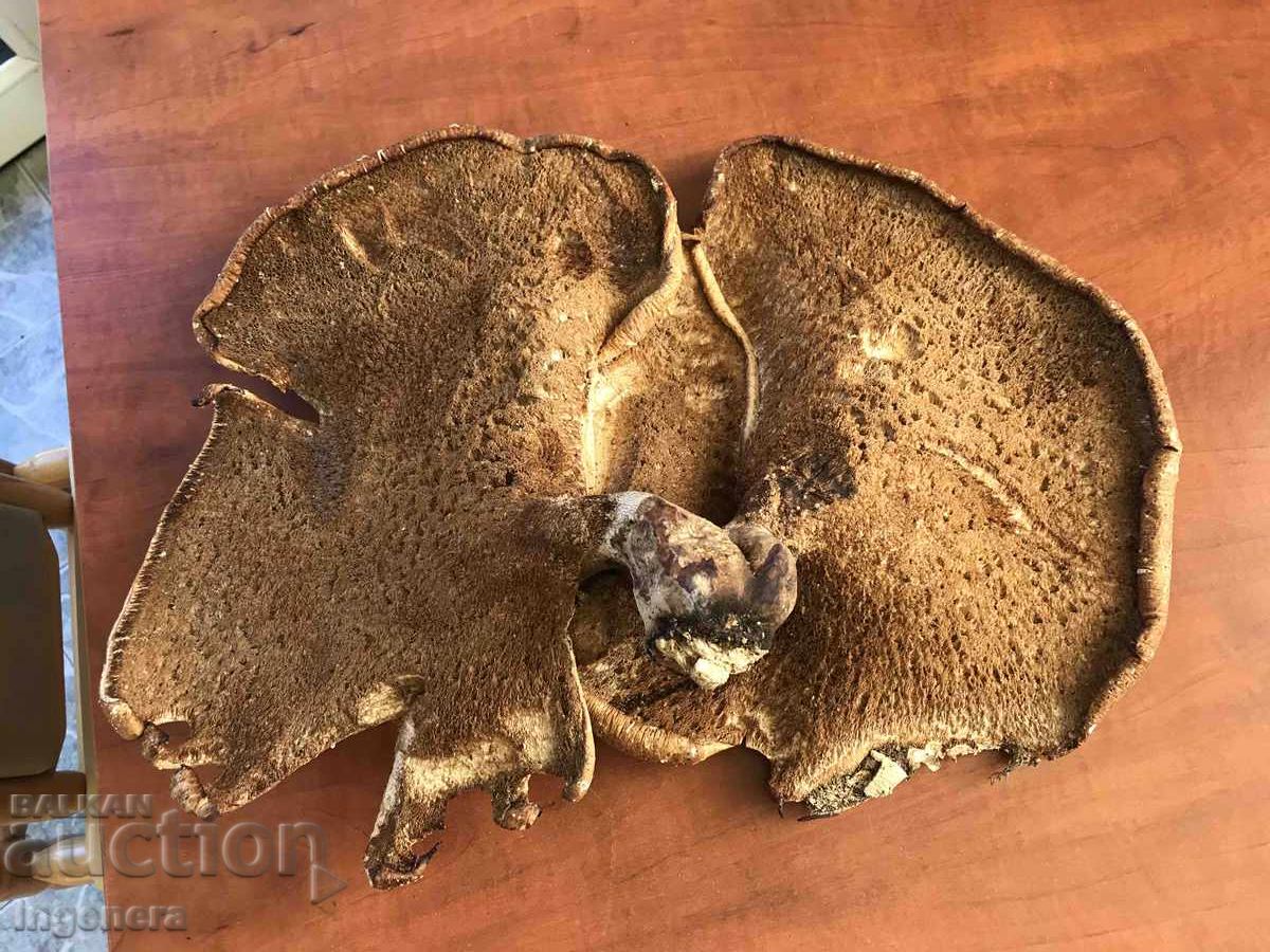 Delivery of NATURAL WOODEN DRIED HUGE MUSHROOM MUSHROOMS ON ONE ROOT
