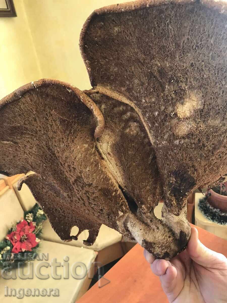 NATURAL WOODEN DRIED HUGE MUSHROOM MUSHROOMS ON ONE ROOT - 5