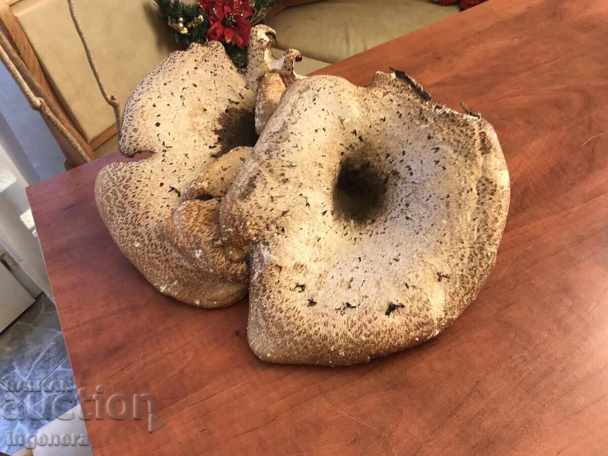 NATURAL WOODEN DRIED HUGE MUSHROOM MUSHROOMS ON ONE ROOT - 6