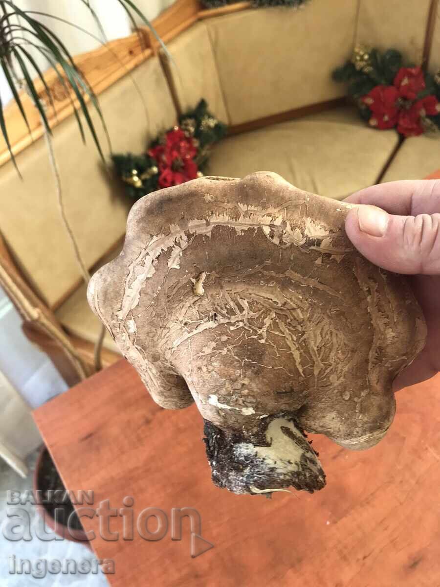 NATURAL DRY WOODEN SPONGE FOR DECORATION with price 19.00 BGN | € 9.71 NATURAL DRY WOODEN SPONGE FOR DECORATION with price 19.00 BGN | € 9.71