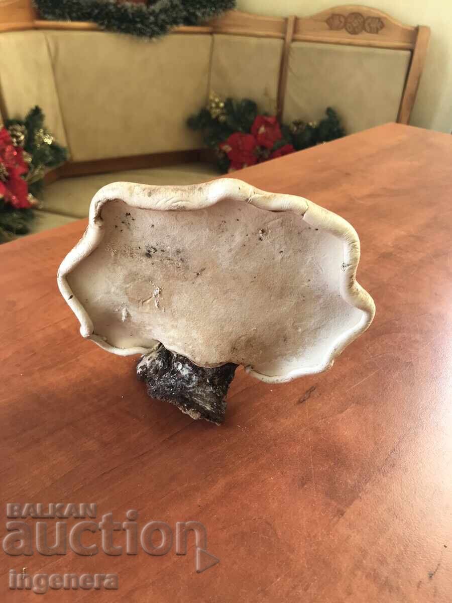 Auction NATURAL DRY WOODEN SPONGE FOR DECORATION Auction NATURAL DRY WOODEN SPONGE FOR DECORATION