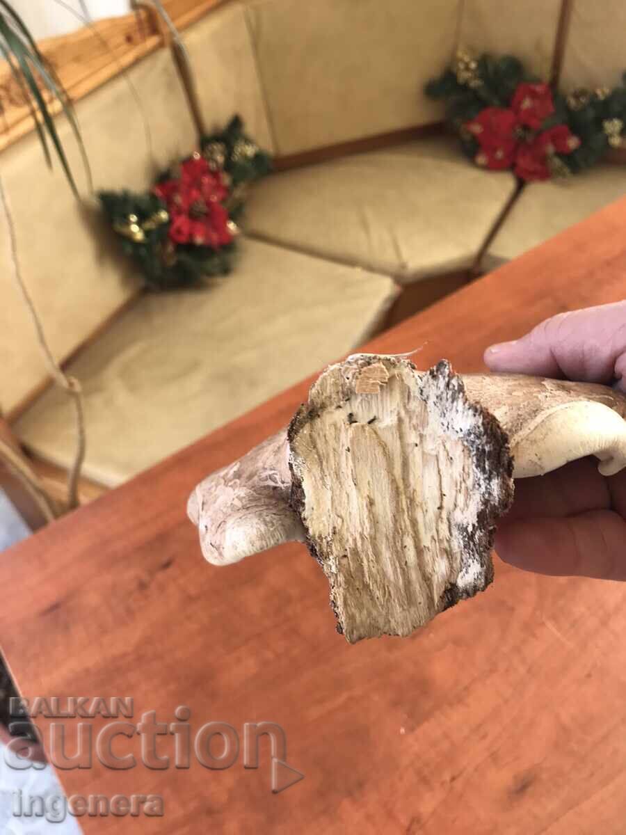 NATURAL DRY WOODEN SPONGE FOR DECORATION - 5 NATURAL DRY WOODEN SPONGE FOR DECORATION - 5