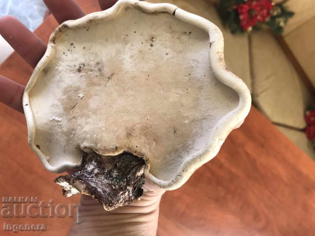 NATURAL DRY WOODEN SPONGE FOR DECORATION - 6 NATURAL DRY WOODEN SPONGE FOR DECORATION - 6