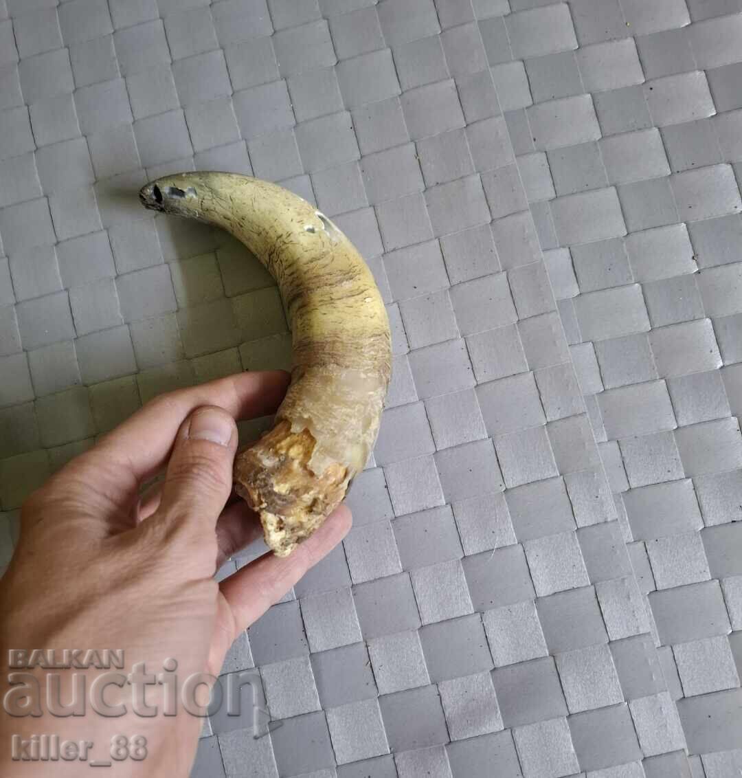 Auction Rog Auction Rog