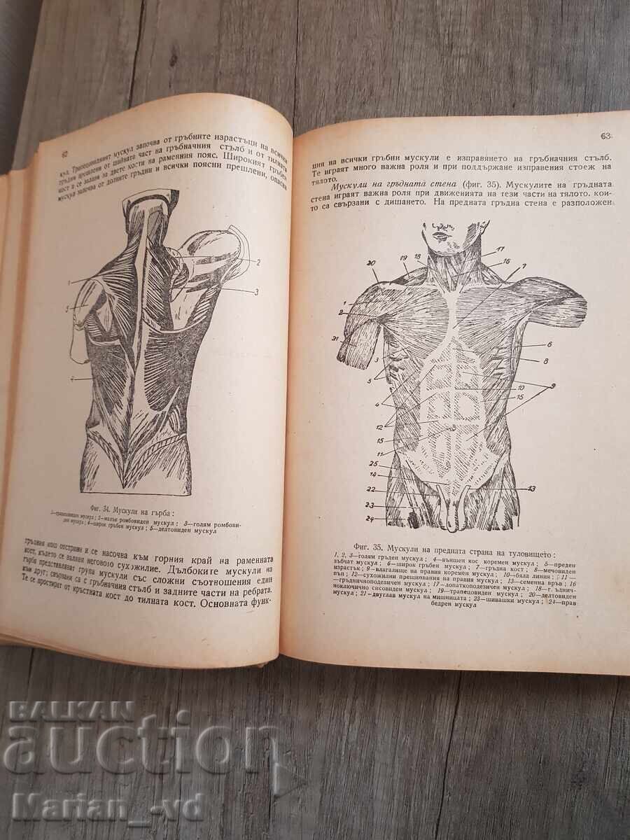 Auction Book "Human Anatomy" Prof. Georgi Galabov and Prof. Gotsev Auction Book "Human Anatomy" Prof. Georgi Galabov and Prof. Gotsev