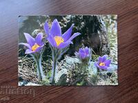 Стара Картичка