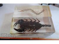 Scorpion and scolopendra rare insects