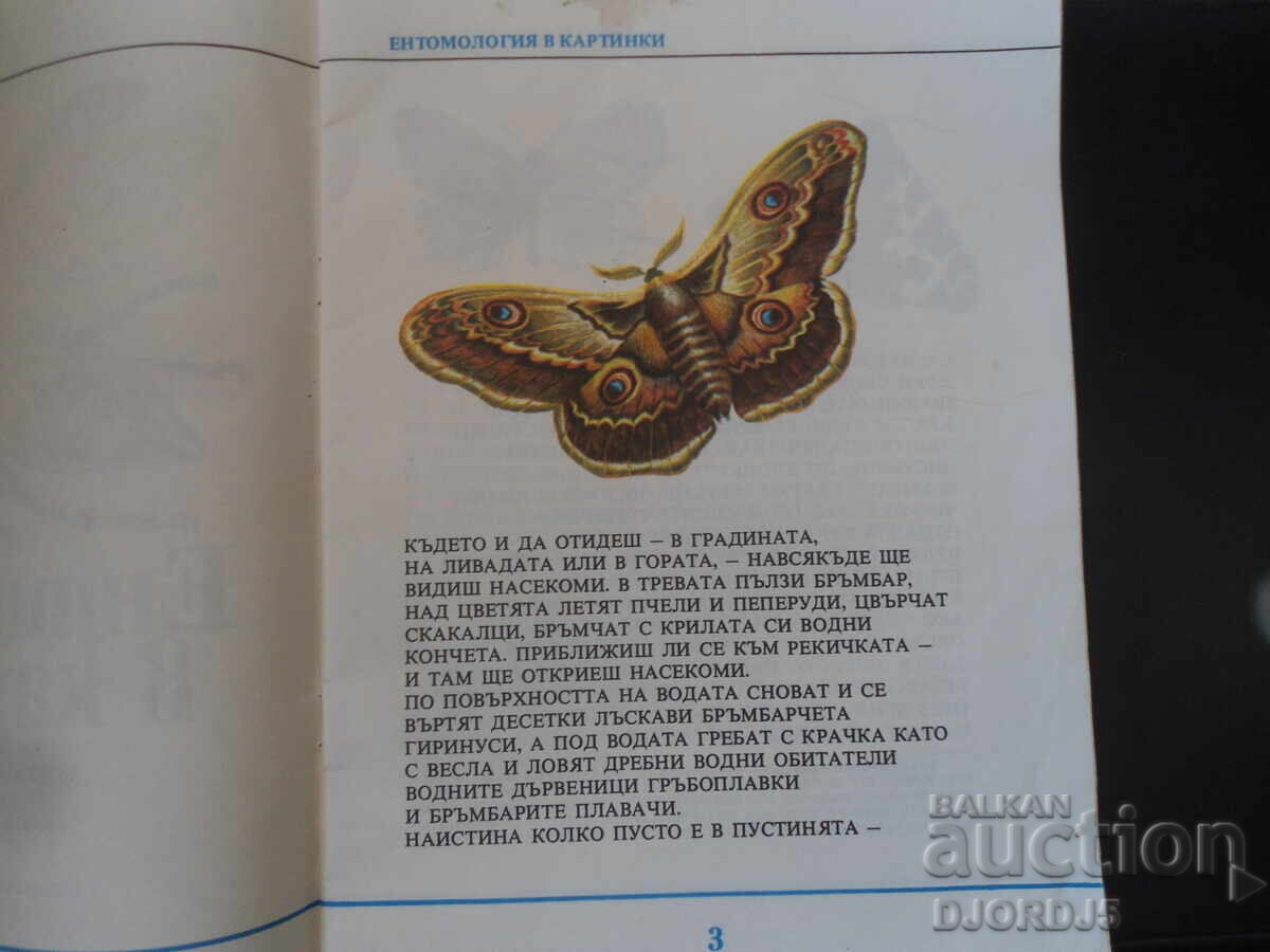 Auction  Entomology in pictures