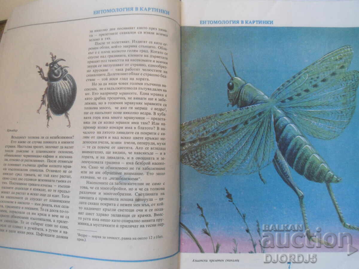 Delivery of Entomology in pictures