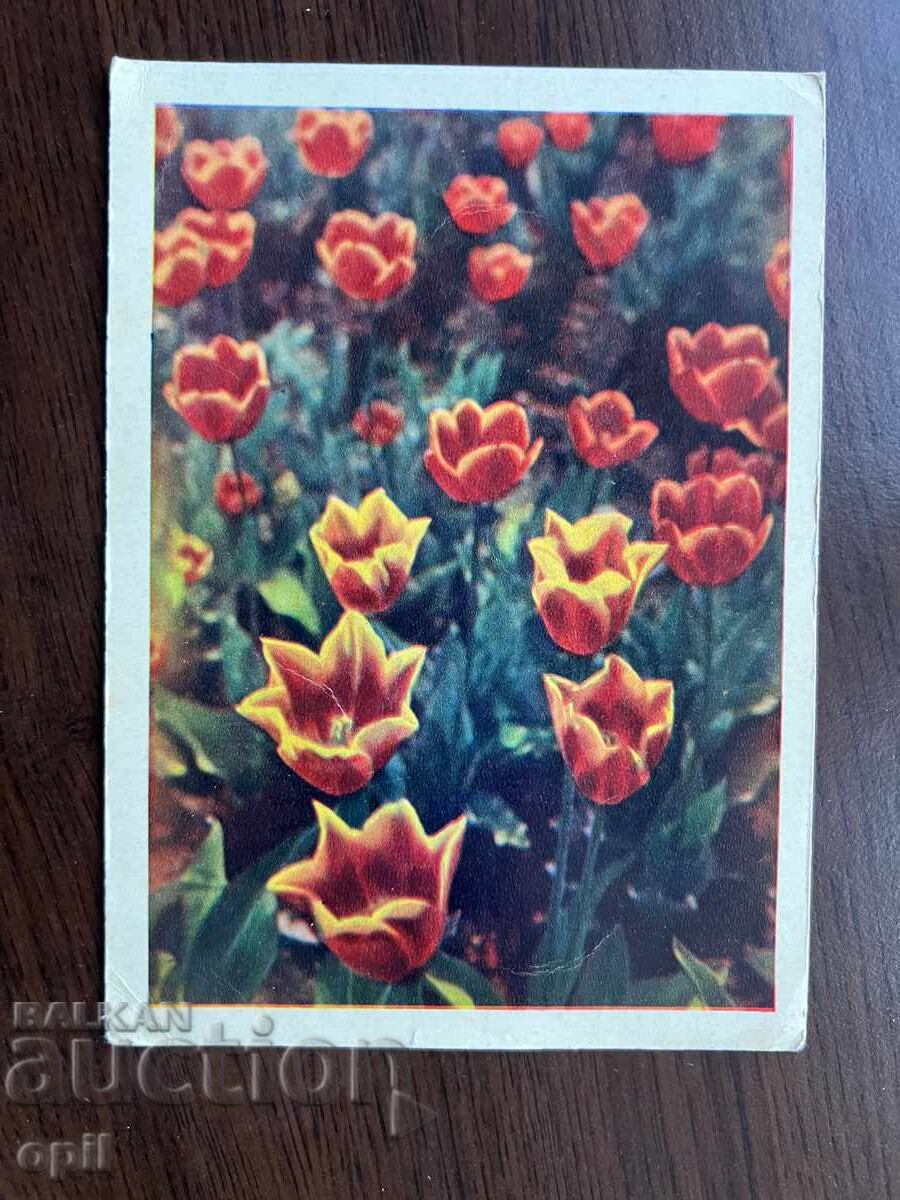 Παλιά κάρτα τουλίπας Παλιά κάρτα τουλίπας