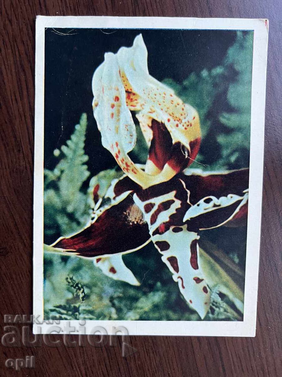 Stara Karticka-Stanhopeya-Tigrova