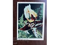 Old Card-Stanhopea-Tiger
