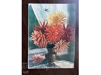 Old Card-Cactus Dahlias