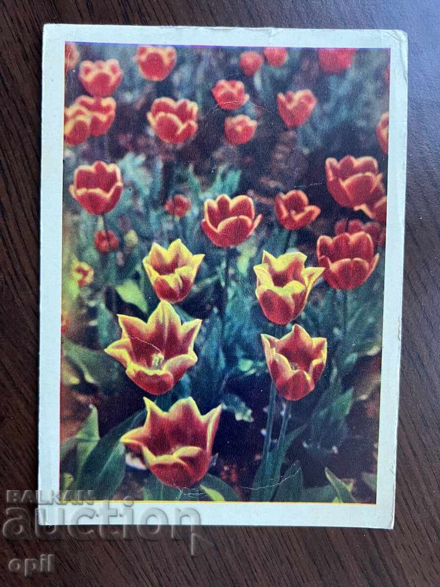 Old Postcard-Tulips Old Postcard-Tulips