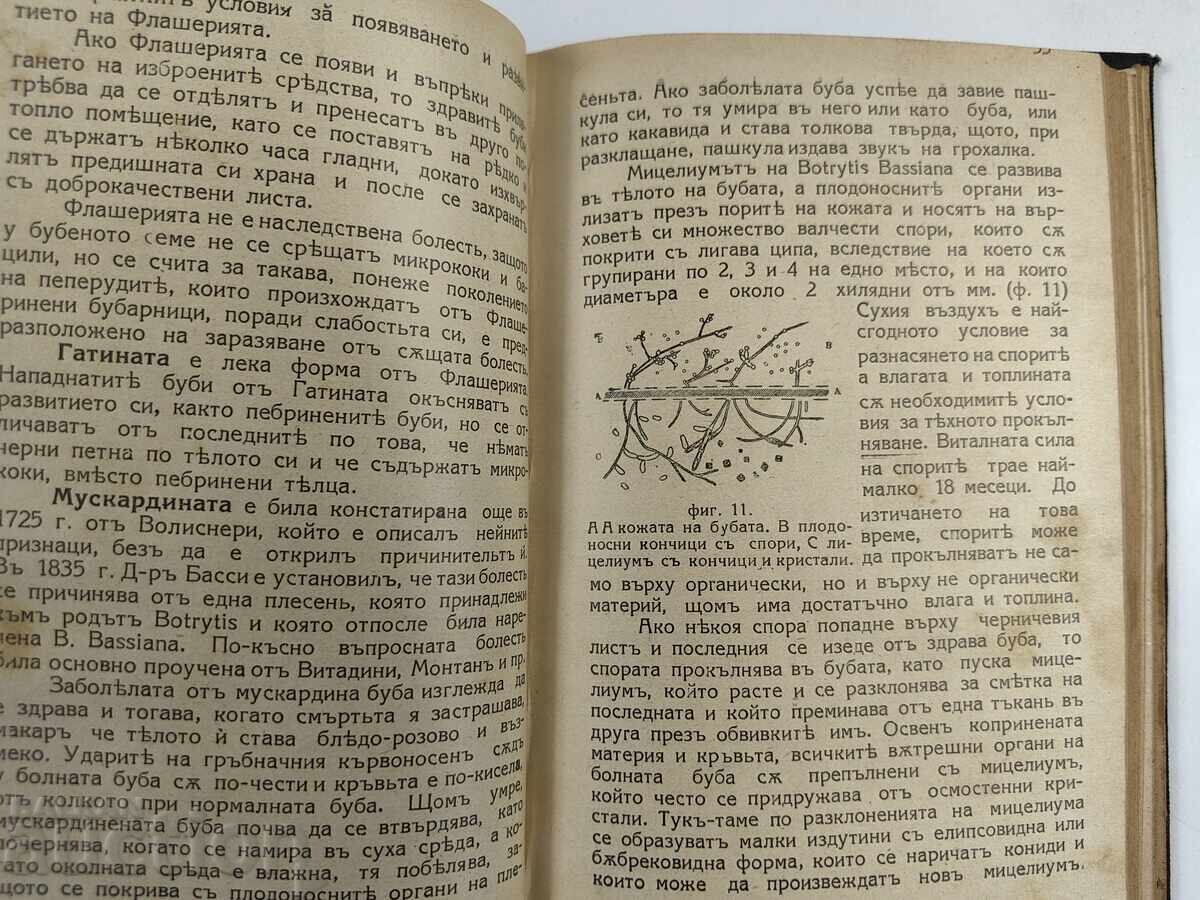 Delivery of 1926 GARDENING AND BULBERRY Delivery of 1926 GARDENING AND BULBERRY