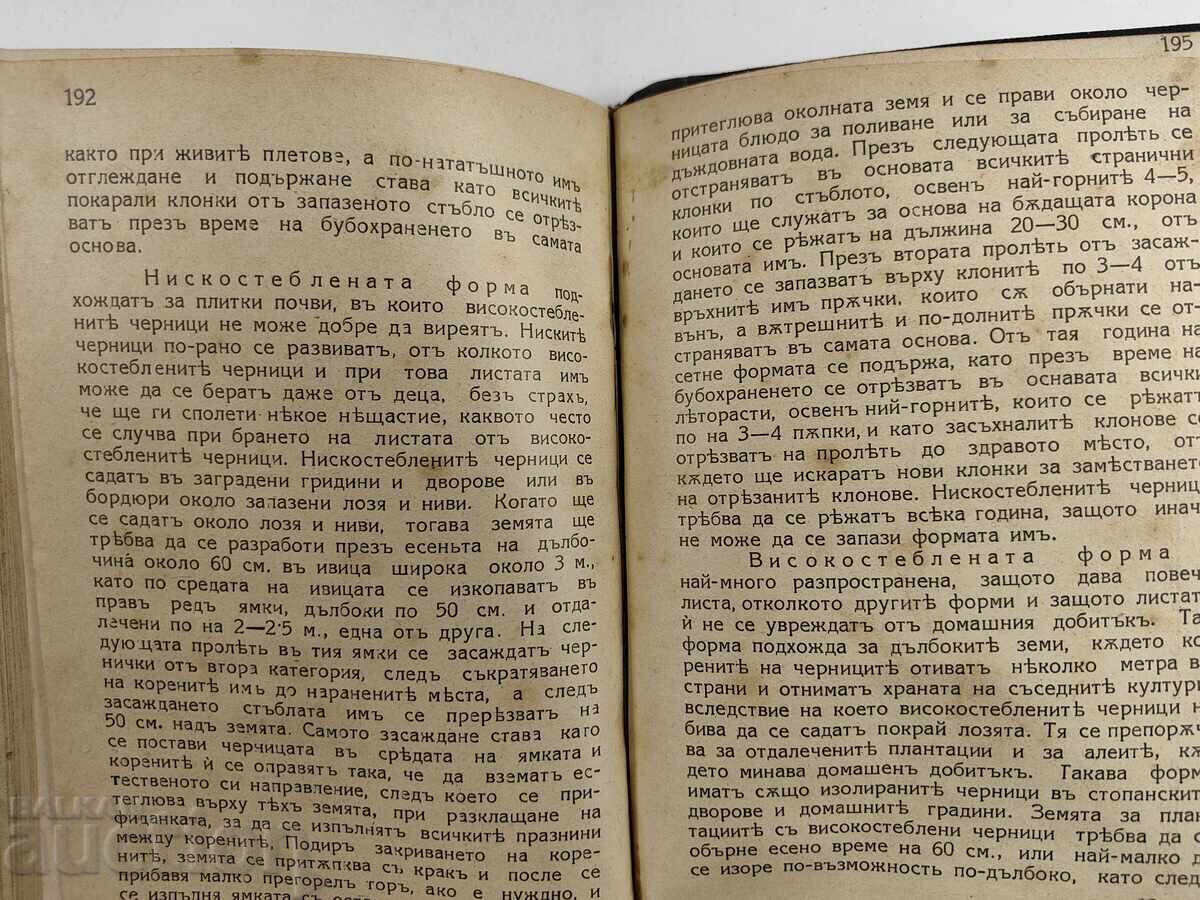 1926 GARDENING AND BULBERRY - 5 1926 GARDENING AND BULBERRY - 5