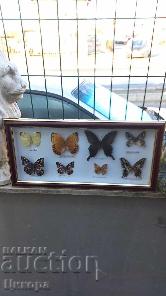 ПРЕПАРИРАНИ ПЕПЕРУДИ В РАМКА КАРТИНА с цена 150.00 лв. | € 76.69 ПРЕПАРИРАНИ ПЕПЕРУДИ В РАМКА КАРТИНА с цена 150.00 лв. | € 76.69