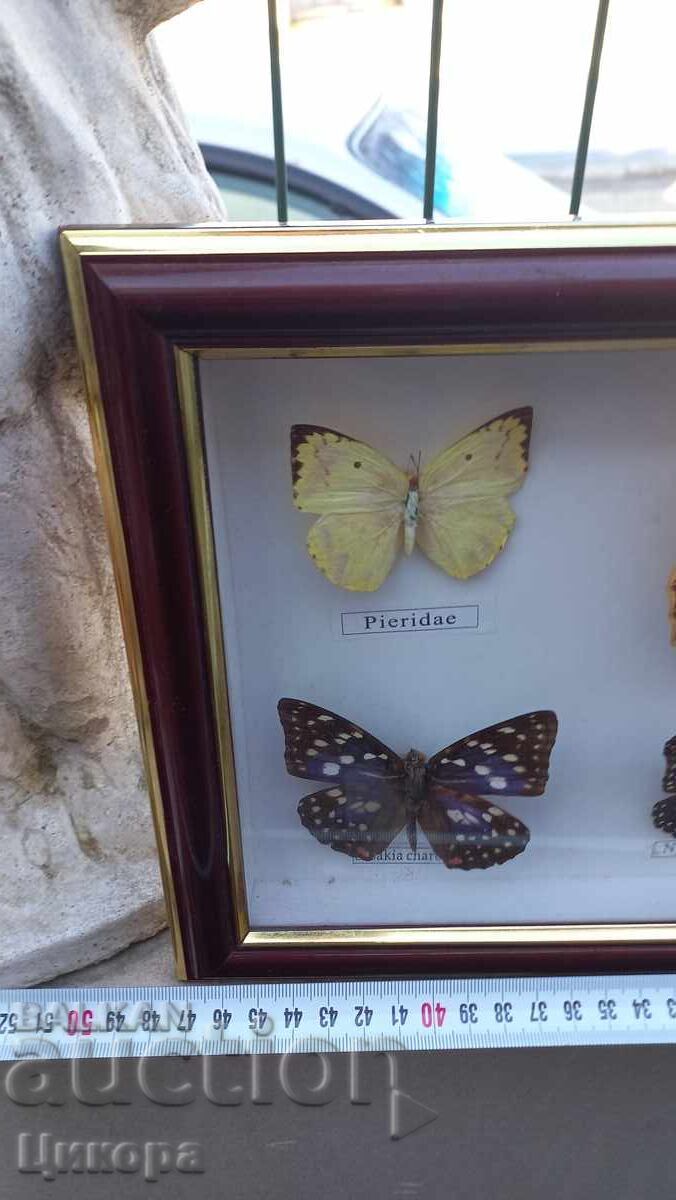 Аукцион ПРЕПАРИРАНИ ПЕПЕРУДИ В РАМКА КАРТИНА Аукцион ПРЕПАРИРАНИ ПЕПЕРУДИ В РАМКА КАРТИНА