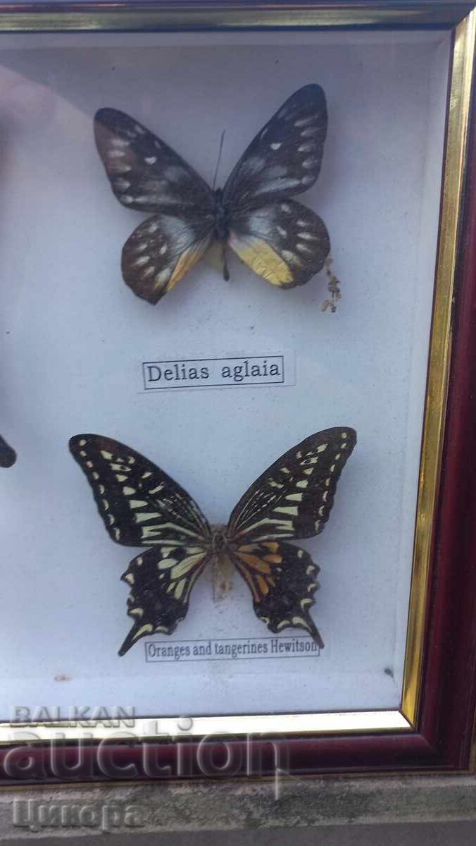 Доставка на ПРЕПАРИРАНИ ПЕПЕРУДИ В РАМКА КАРТИНА Доставка на ПРЕПАРИРАНИ ПЕПЕРУДИ В РАМКА КАРТИНА