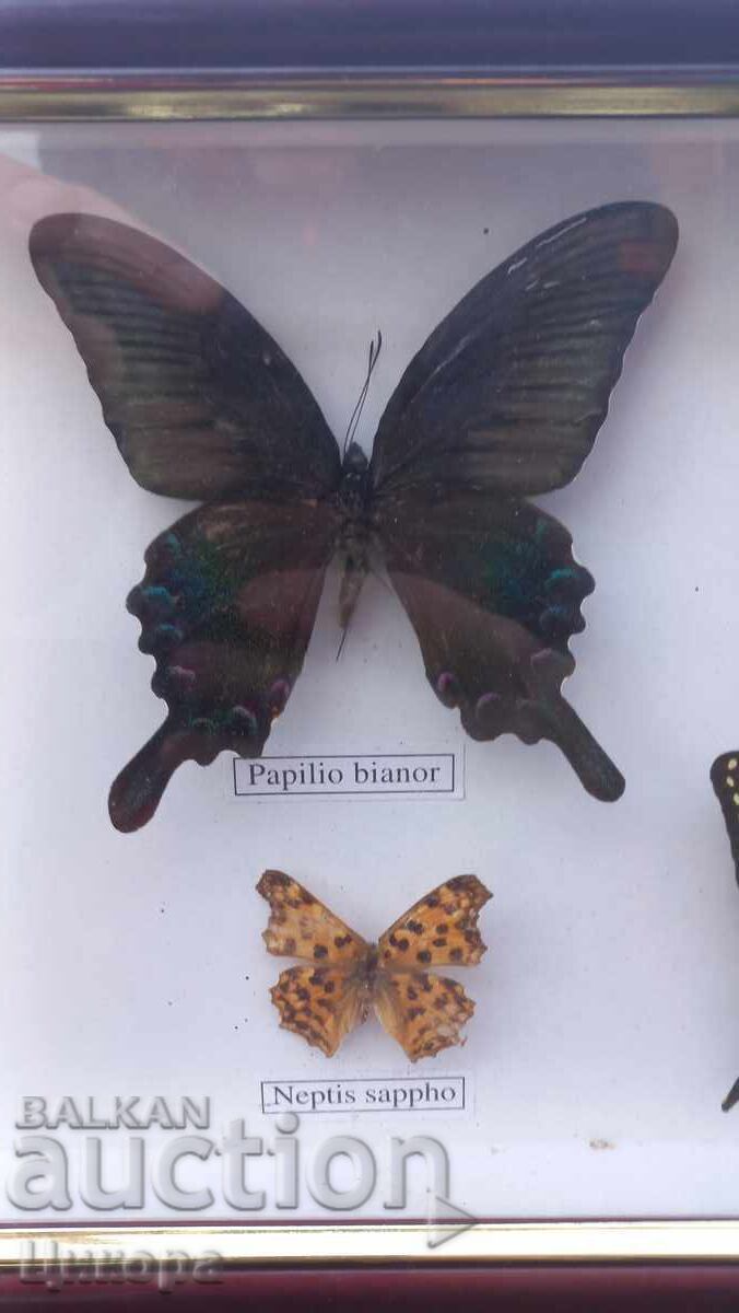 ПРЕПАРИРАНИ ПЕПЕРУДИ В РАМКА КАРТИНА - 5 ПРЕПАРИРАНИ ПЕПЕРУДИ В РАМКА КАРТИНА - 5