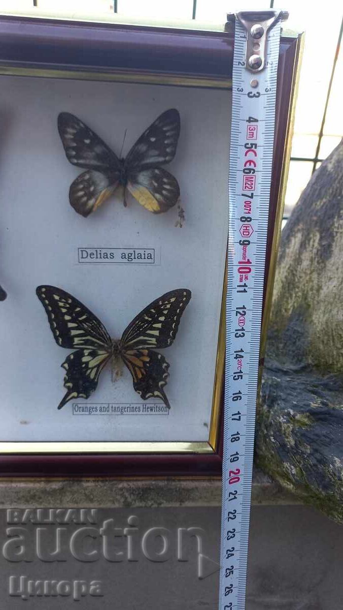 ПРЕПАРИРАНИ ПЕПЕРУДИ В РАМКА КАРТИНА - 6 ПРЕПАРИРАНИ ПЕПЕРУДИ В РАМКА КАРТИНА - 6