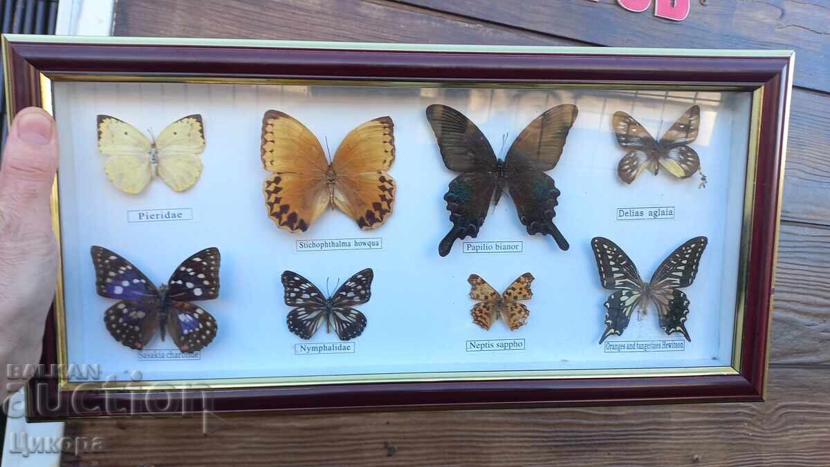 ПРЕПАРИРАНИ ПЕПЕРУДИ В РАМКА КАРТИНА ПРЕПАРИРАНИ ПЕПЕРУДИ В РАМКА КАРТИНА