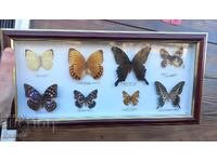 TAMPERED BUTTERFLIES IN A PICTURE FRAME