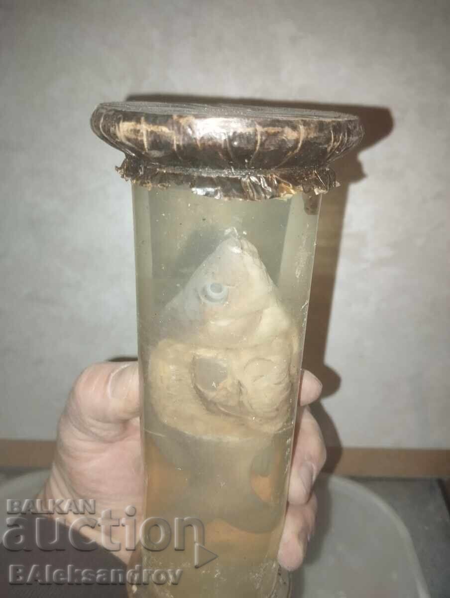 Anatomical fish model with price 20.00 BGN | € 10.23 Anatomical fish model with price 20.00 BGN | € 10.23