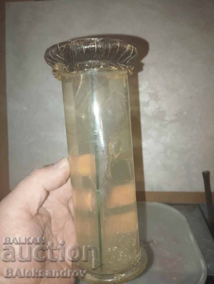 Auction Anatomical fish model Auction Anatomical fish model