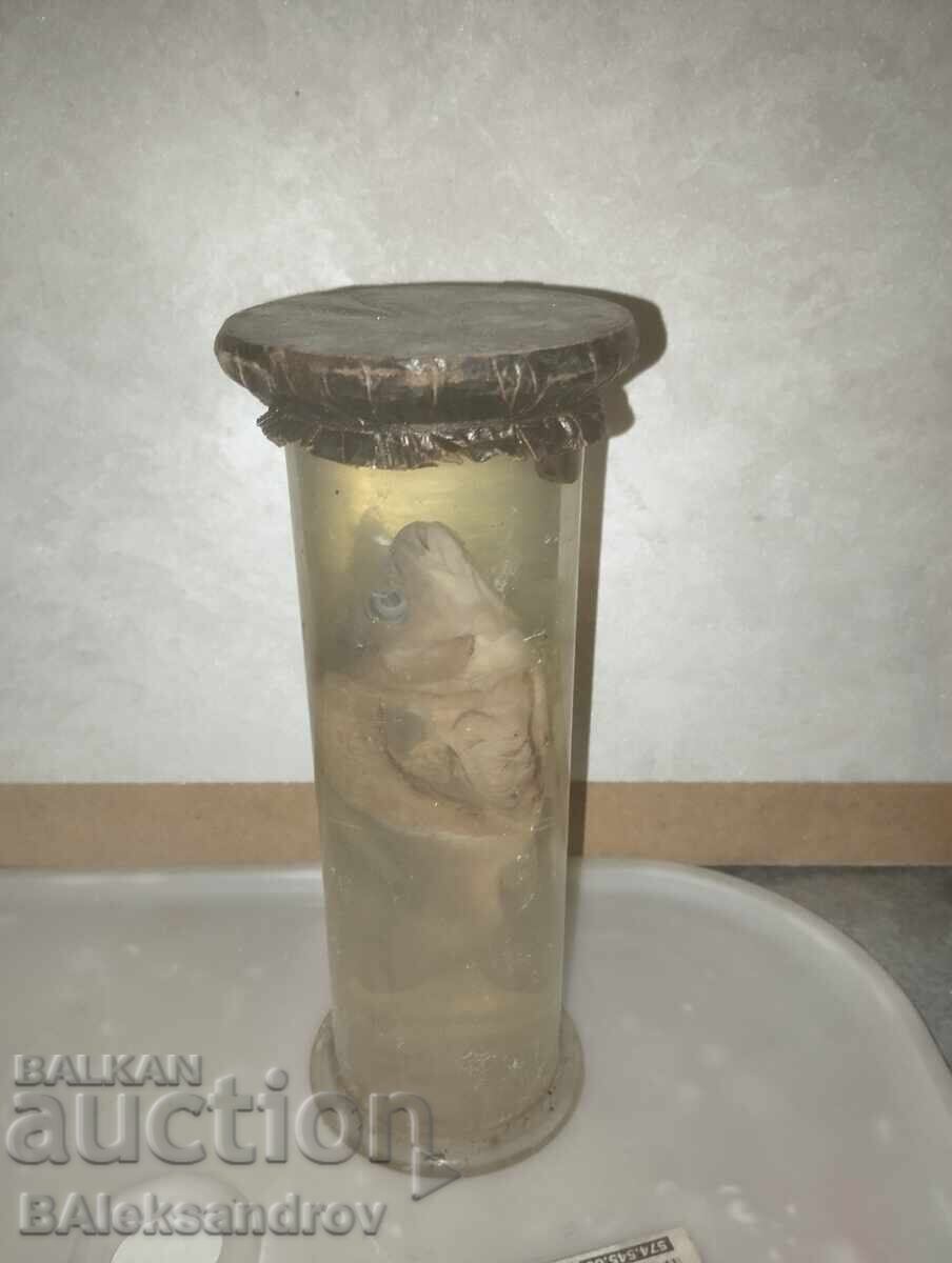 Delivery of Anatomical fish model Delivery of Anatomical fish model