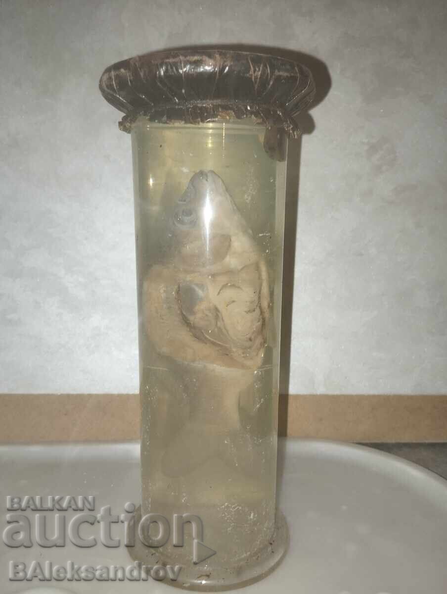 Anatomical fish model - 5 Anatomical fish model - 5