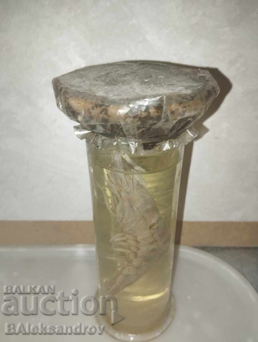 Anatomical model of shrimp with price 21.00 BGN | € 10.74 Anatomical model of shrimp with price 21.00 BGN | € 10.74