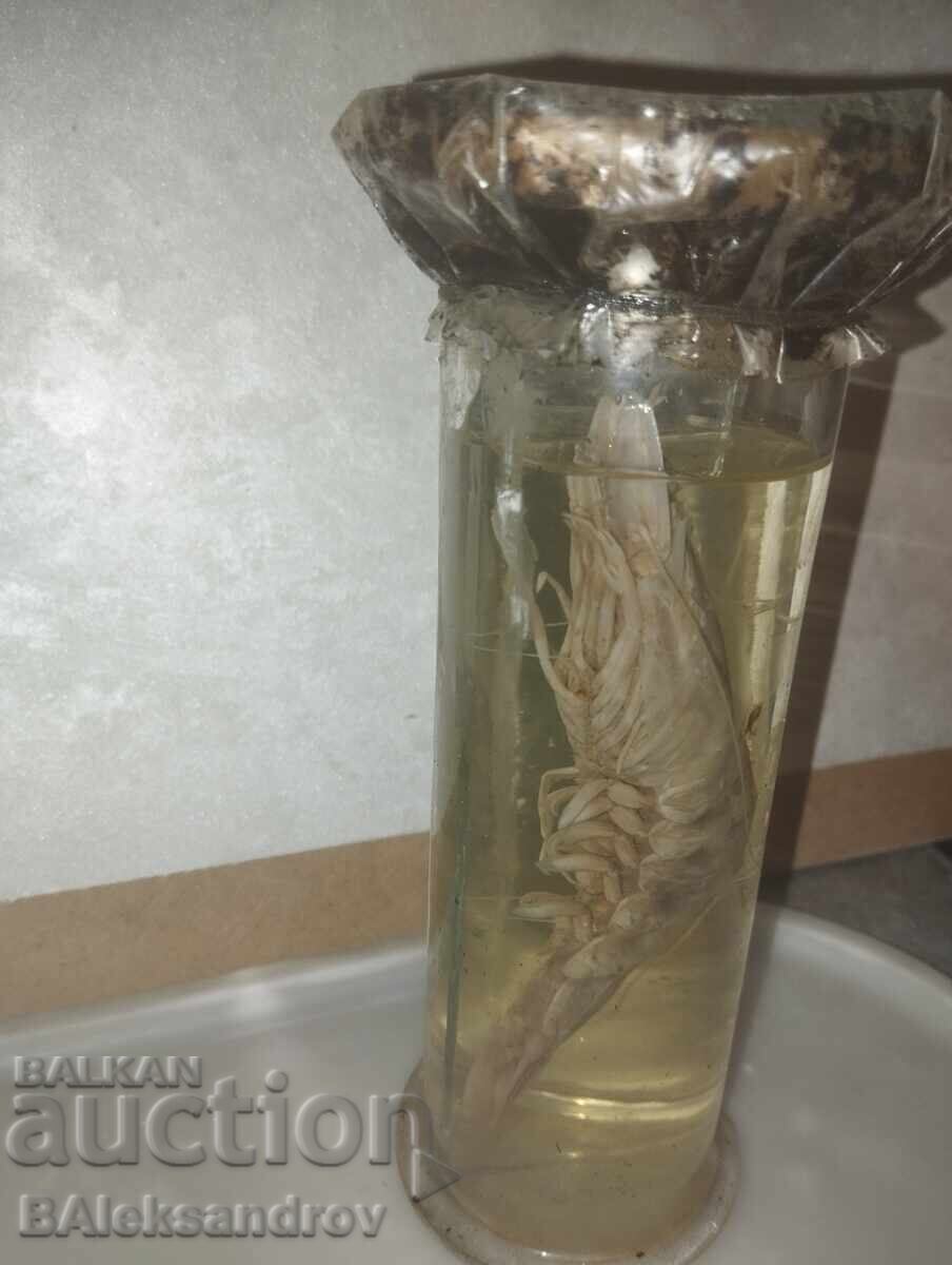 Auction Anatomical model of shrimp Auction Anatomical model of shrimp