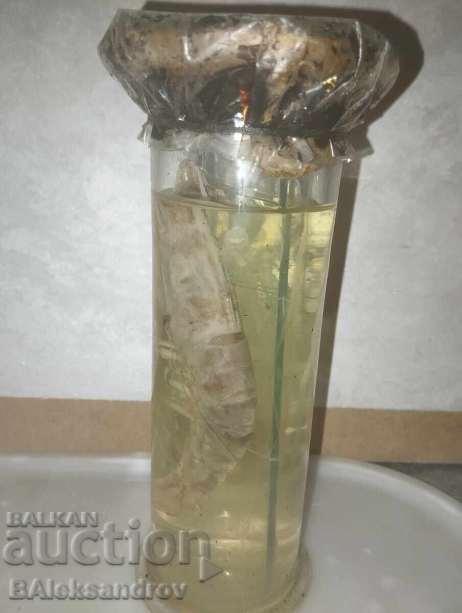 Delivery of Anatomical model of shrimp Delivery of Anatomical model of shrimp