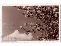 1939 OLD CARD KYUSTENDIL SPRING VIEW D394