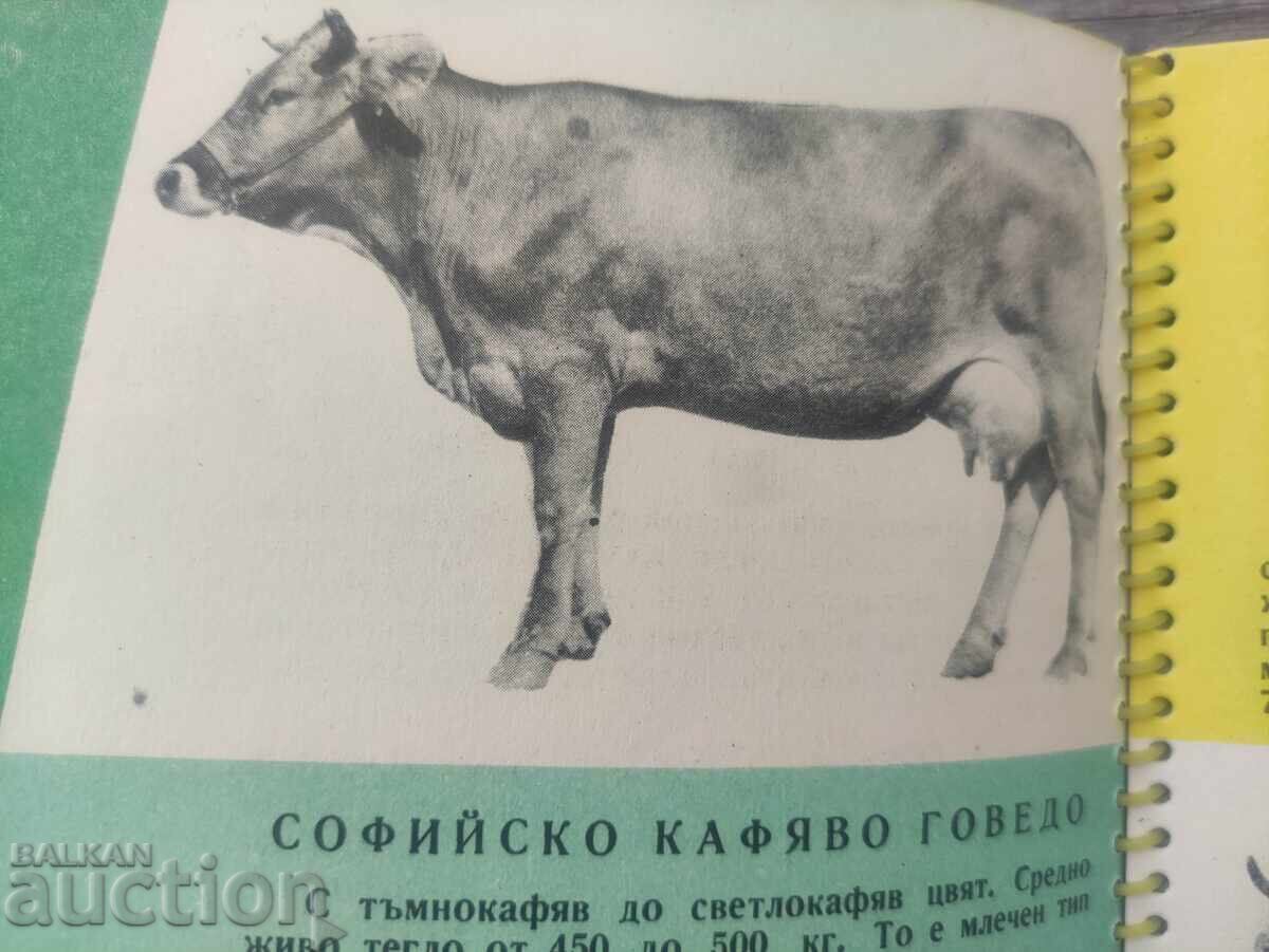 Η βουλγαρική γεωργία και δασοκομία στην πορεία προς τον σοσιαλισμό με τιμή 90.00 BGN | € 46.02 Η βουλγαρική γεωργία και δασοκομία στην πορεία προς τον σοσιαλισμό με τιμή 90.00 BGN | € 46.02