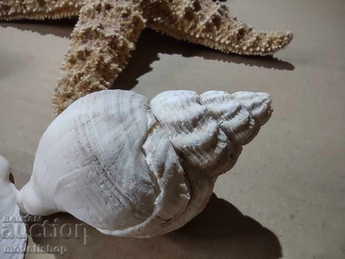 Δώρα στον ωκεανό με τιμή 25.00 BGN | € 12.78 Δώρα στον ωκεανό με τιμή 25.00 BGN | € 12.78