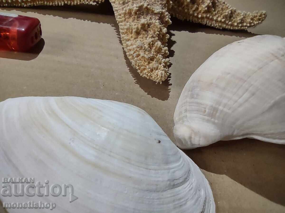 Δημοπρασία Δώρα στον ωκεανό Δημοπρασία Δώρα στον ωκεανό