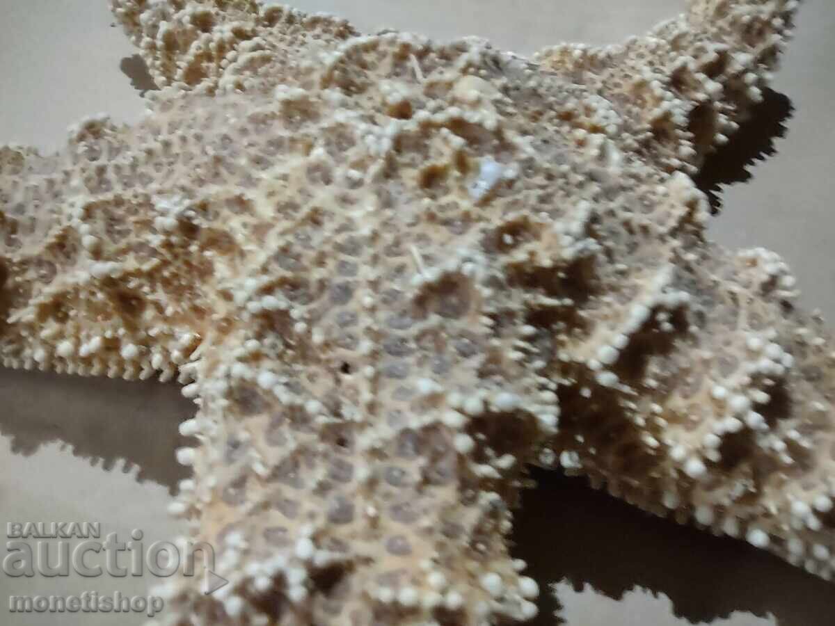 Δώρα στον ωκεανό - 5 Δώρα στον ωκεανό - 5